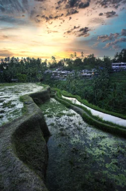 vertical-shot-rice-terraces-bali-indonesia-min (1)