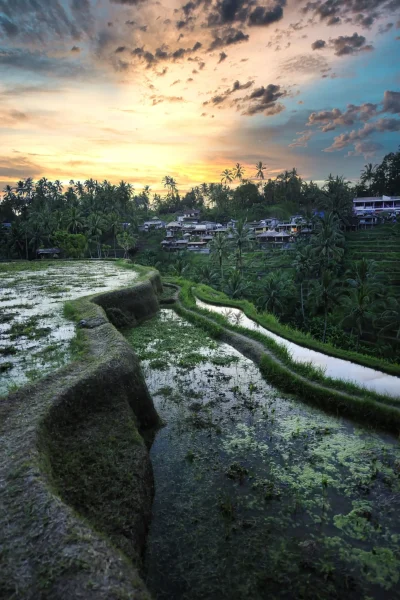 vertical-shot-rice-terraces-bali-indonesia-min (1)